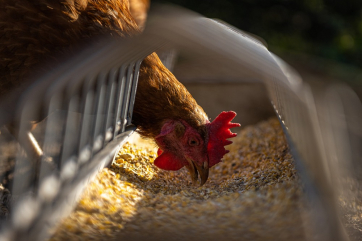 Торговые сети предупредили о повышении цены на яйца и курятину